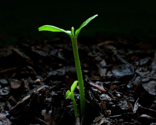 Sprouting plant